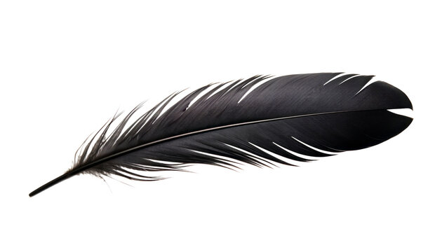 Fototapeta black feather isolated on transparent background cutout
