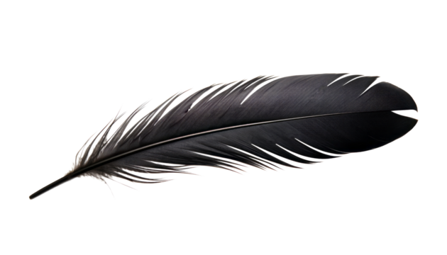 black feather isolated on transparent background cutout