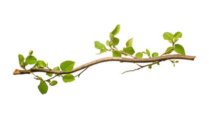 branch with leaves isolated on transparent background cutout