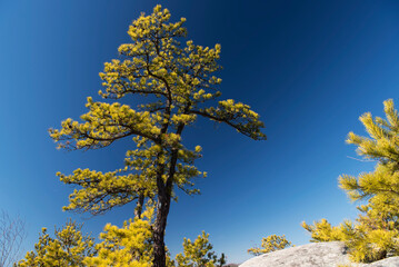 whitestone cliff trail plymouth connecticut pine trees