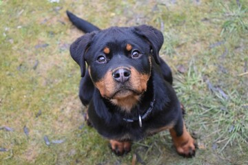 Top view of an adorable rottweiler puppy on a field looking up at the camera