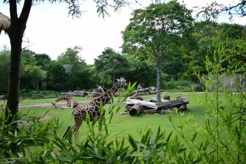 several giraffes in a fenced in grassy area near trees