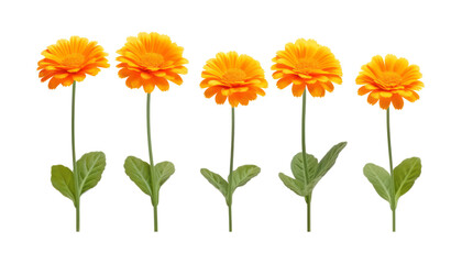 set of orange flowers isolated on transparent background cutout - obrazy, fototapety, plakaty