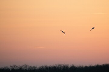 Birds soar against a vibrant orange and pink backdrop of a picturesque sunset.
