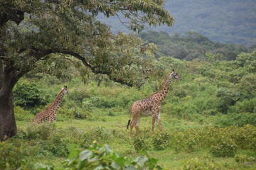 African giraffes in the wild in Arusha National Park, Tanzania