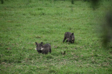 Wild Warthog / Boars spotted on a safari in the Arusha National Park in Tanzania, Africa
