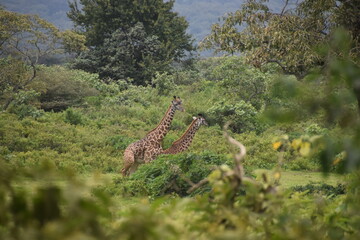 African giraffes in the wild in Arusha National Park, Tanzania