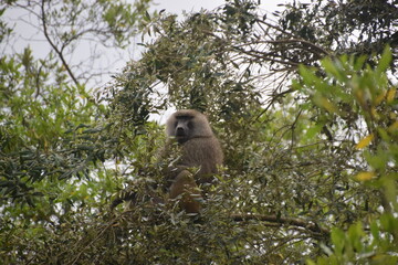 A troop of baboons seen on a safari in Arusha National Park, Tanzania
