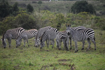 Fototapeta na wymiar Zebras in the wild on safari in Arusha National Park in Tanzania, Africa