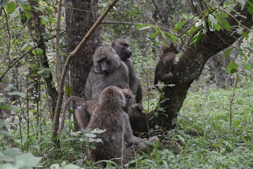 A troop of baboons seen on a safari in Arusha National Park, Tanzania