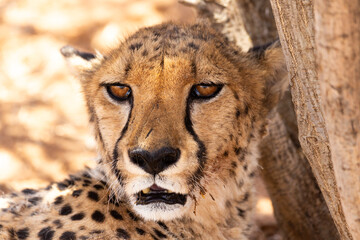 Closeup of senior female cheetah staring with lazy expression and mouth slightly open during a sunny morning, Cheetah Conservation Fund reserve, Otjiwarongo, Namibia