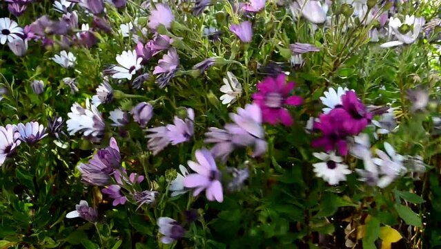 Osteospermum ecklonis flowers (Cape Marguerite flower, Dimorphotheca) flowers on the wind.Selective focus.