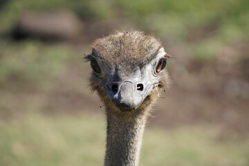Closeup portrait of an ostrich