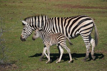 Fototapeta na wymiar Female zebra walking with her foal in a natural outdoor environment.