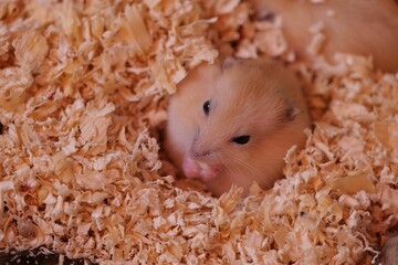 Image of a cute brown hamster snuggled up in a pile of wood shavings