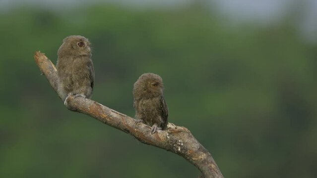 A pair of young sunda scops owl otus lempiji interacting over a tree branch with natural bokeh background
