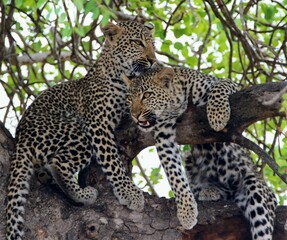 two big leopard sitting on top of a tree branch with each other