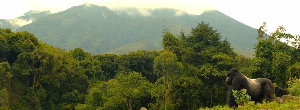 Majestic gorilla in a lush park surrounded by mountains