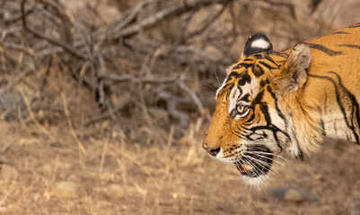 Male tiger (Panthera tigris) at the forest of Ranthambore tiger reserve.