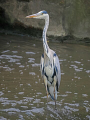 Silberreiher im Fluss