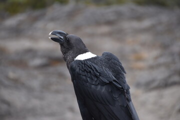 Large White Necked Raven on Kilimanjaro, Tanzania