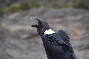 Large White Necked Raven on Kilimanjaro, Tanzania
