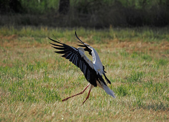Storch während der Landung auf einer Wiese