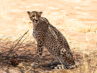 Senior female cheetah sitting in the shade staring with lazy expression during a sunny morning, Cheetah Conservation Fund reserve, Otjiwarongo, Namibia
