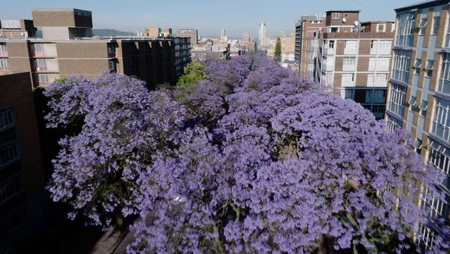Aerial. Flying over beautiful flowering Jakaranda trees towards Pretoria central business district, South Africa