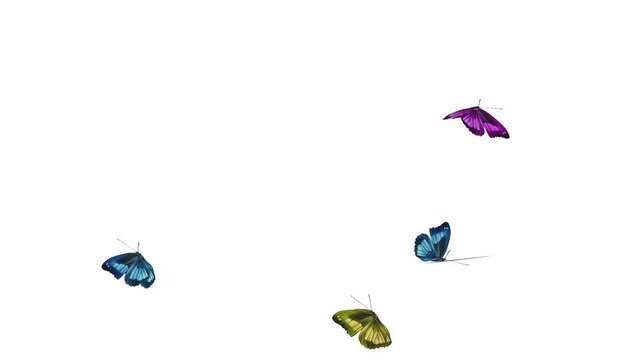 Beautiful Colorful Butterfly Flying  isolate, Seamless 3d Animation with White screen for overlay effect.
