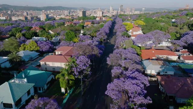 Aerial. Flying over beautiful flowering Jakaranda trees towards Pretoria central business district, South Africa
