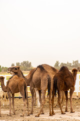 A herd of camels on a camel farm on a dusty day in Bou Saâda, Algeria. - obrazy, fototapety, plakaty