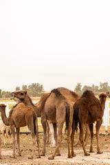 Tuinposter A herd of camels on a camel farm on a dusty day in Bou Saâda, Algeria. © Hamdi Bendali