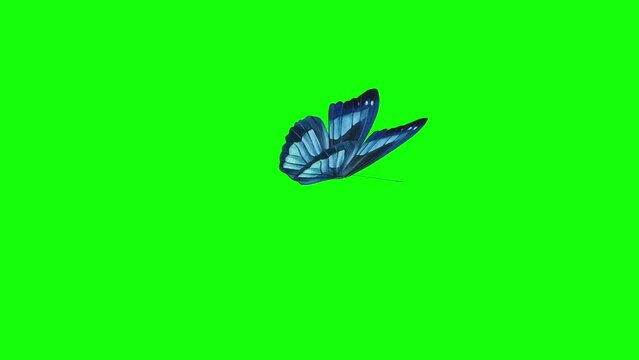 Beautiful Blue Butterfly Flying  isolate, Seamless 3d Animation with Green Screen.