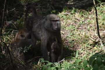 A troop of baboons seen on a safari in Arusha National Park, Tanzania