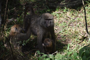 A troop of baboons seen on a safari in Arusha National Park, Tanzania