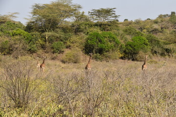 African giraffes in the wild in Arusha National Park, Tanzania