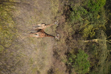 African giraffes in the wild in Arusha National Park, Tanzania