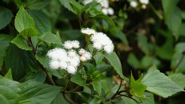 flowers of Ageratina adenophora also known as Maui pamakani, Mexican devil