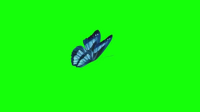 Beautiful Blue Butterfly Flying  isolate, Seamless 3d Animation with Green Screen.