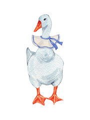 Watercolor white goose with holiday collar. Cute farm bird. Hand drawn illustration on transparent.