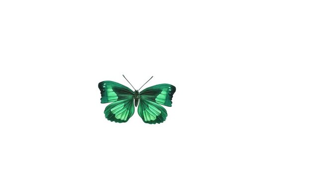 Beautiful Butterfly Flying  isolate, Seamless 3d Animation with Green Screen.