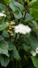 flowers of Ageratina adenophora also known as Maui pamakani, Mexican devil