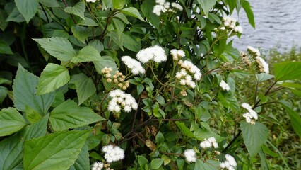 flowers of Ageratina adenophora also known as Maui pamakani, Mexican devil