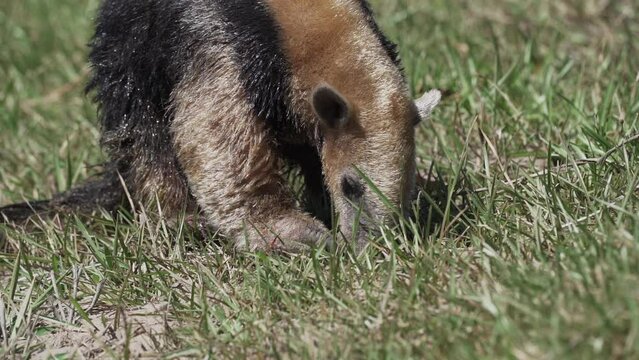 southern tamandua, Tamandua tetradactyla, also collared anteater or lesser anteater, is a species of anteater from South America, foraging on a meadow in the southern Pantanal, Brazil.