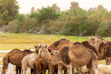 A herd of camels on a camel farm on a dusty day in Bou Saâda, Algeria.