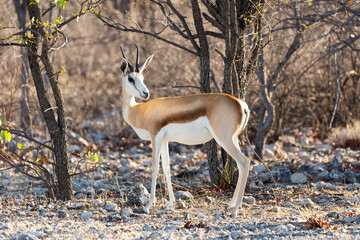 Pretty female springbok seen in profile in woody area during a golden hour afternoon, Windhoek, Namibia