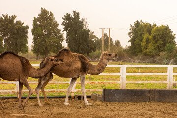 A herd of camels on a camel farm on a dusty day in Bou Saâda, Algeria.