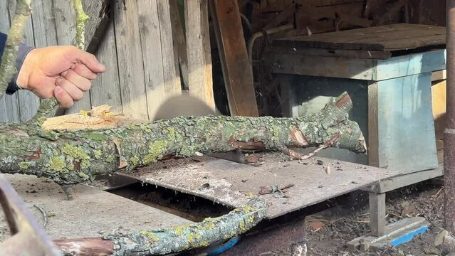 men's hands are sawing the trunk of an old tree with a saw