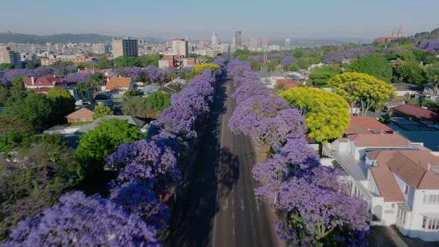 Aerial. Flying over beautiful flowering Jakaranda trees towards Pretoria central business district, South Africa